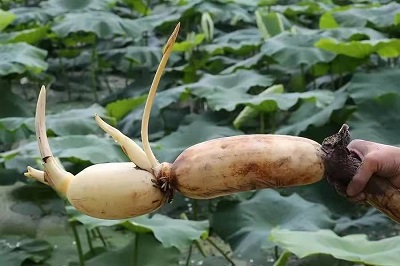 華逸府聯(lián)手湖北洪湖藕、江永芋頭，為您帶來健康原生態(tài)食材